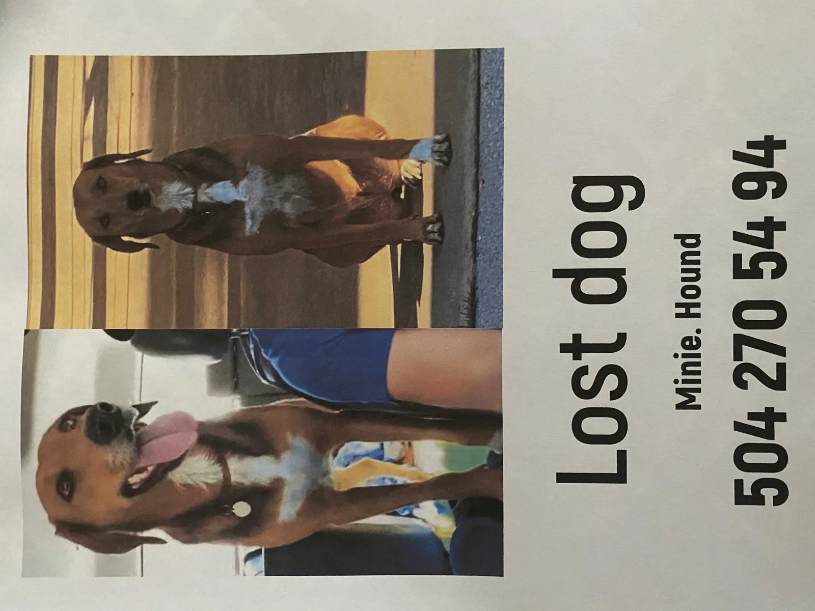 Lost dog in Kiln, MS, 39556