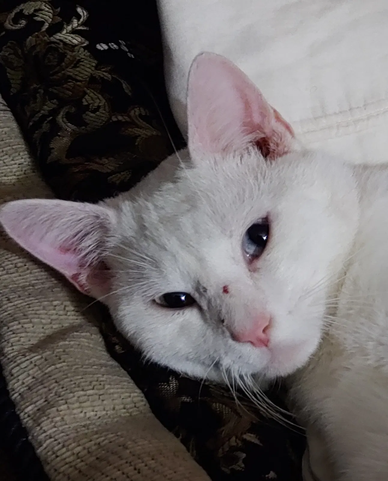 Lost cat in Timmonsville, SC, 29161