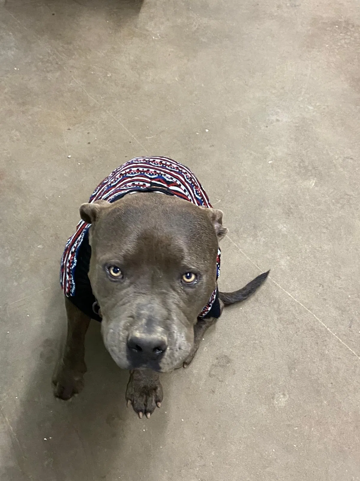 Lost dog in High Point, NC, 27260