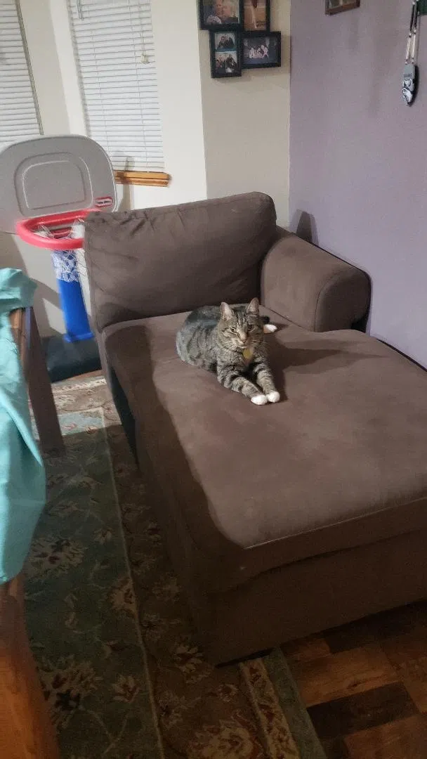 Lost cat in Maple Valley, WA, 98038