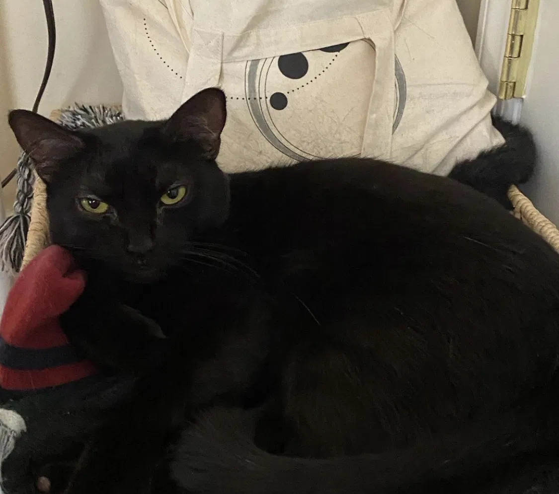 Lost cat in Wilmington, NC, 28405