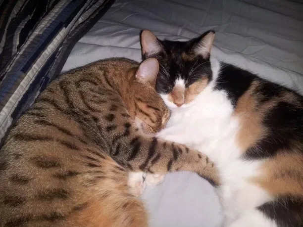 Lost cat in Melbourne, FL, 32940