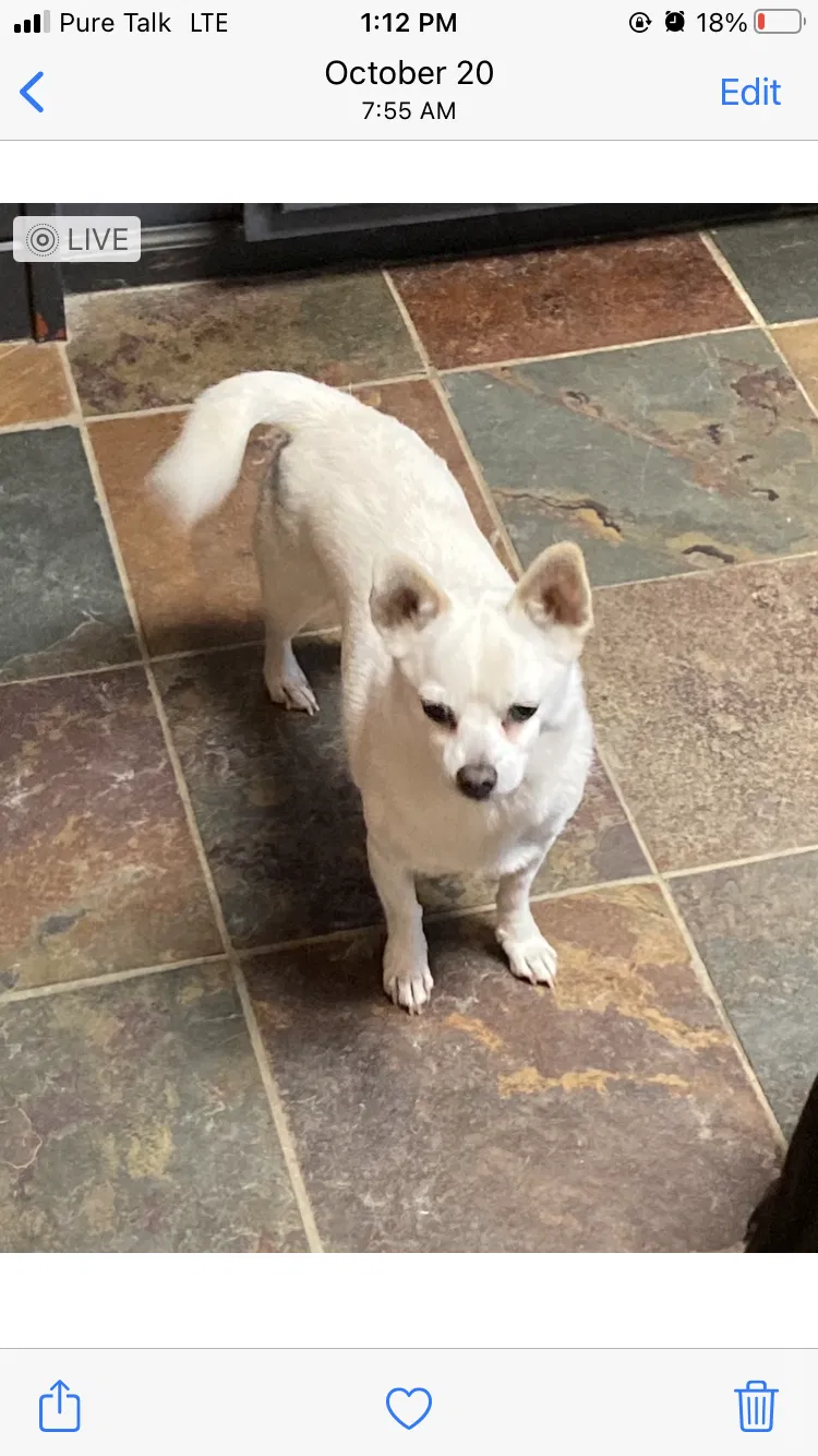 Lost dog in Berthoud, CO, 80513