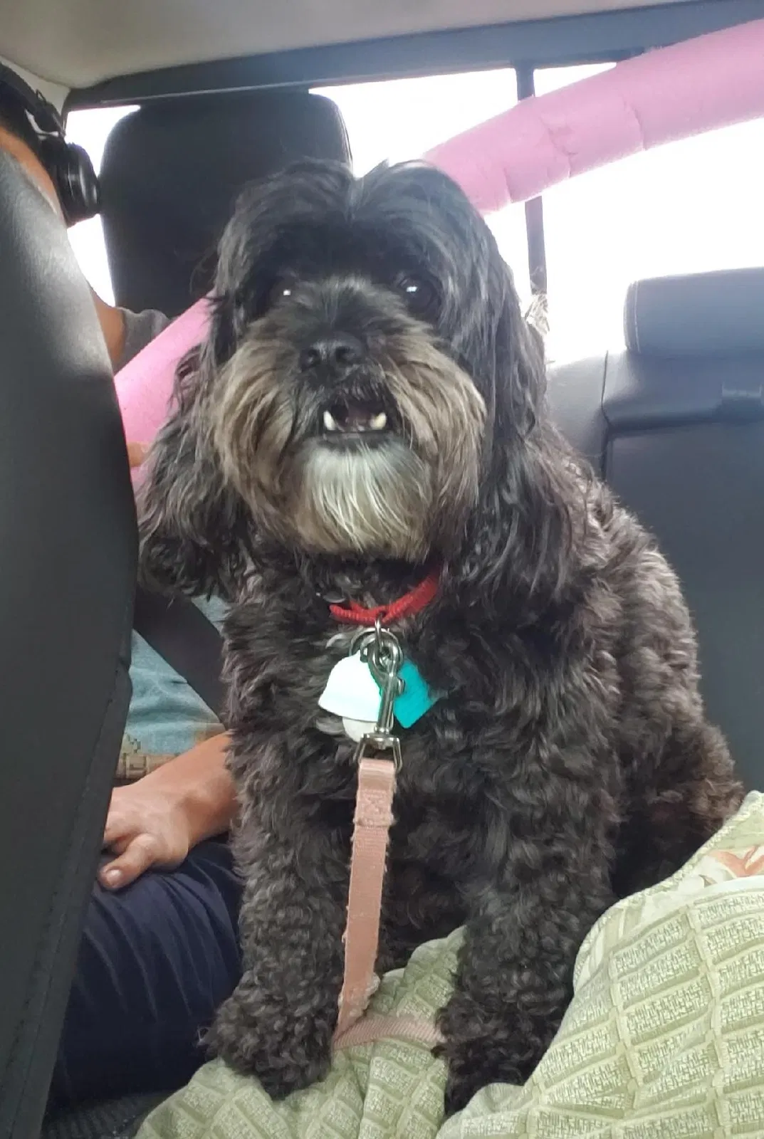 Lost dog in Elgin, TX, 78621