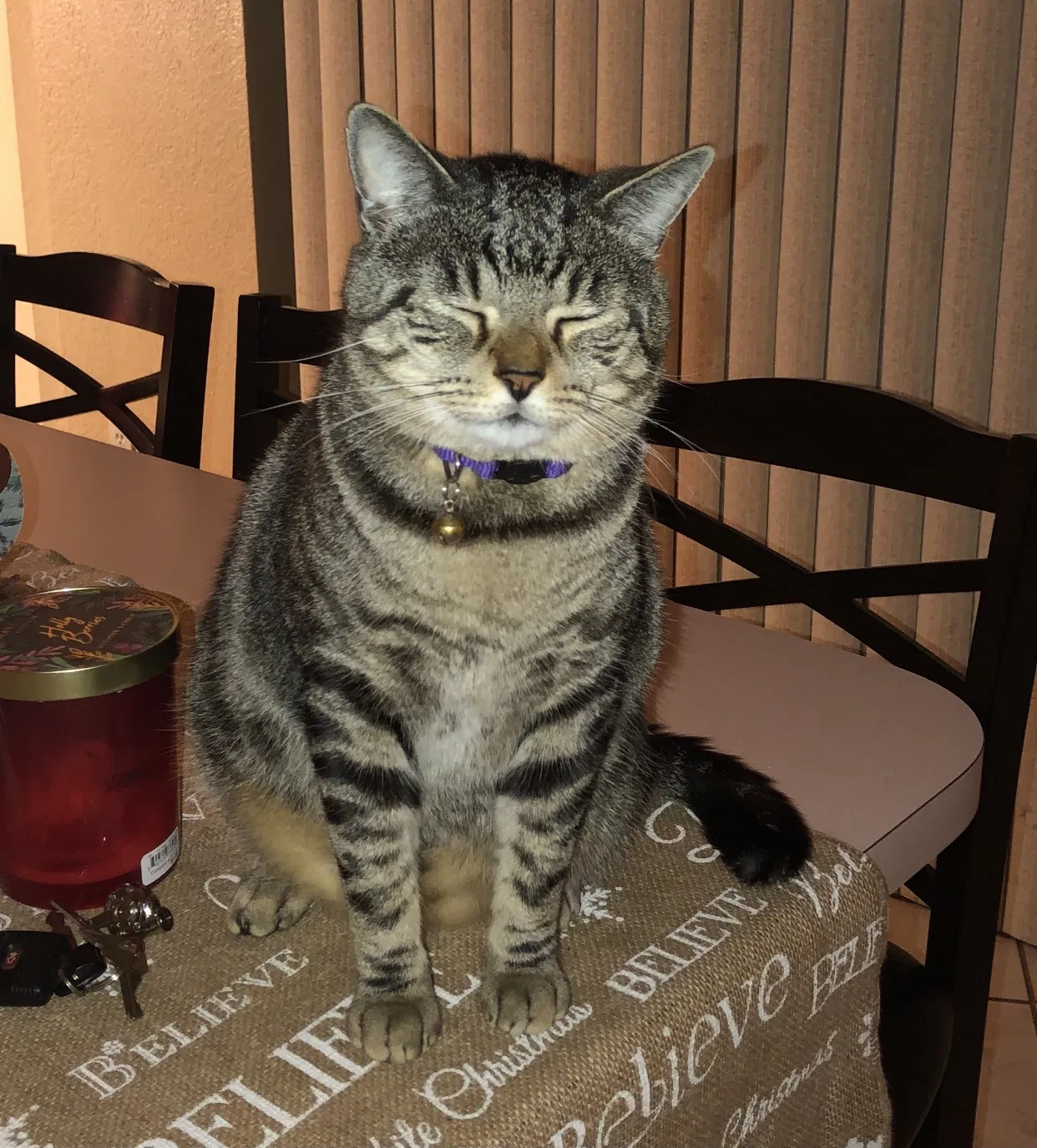 Lost cat in Port Charlotte, FL, 33948
