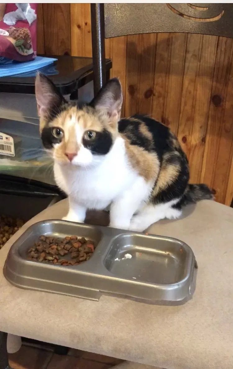 Lost cat in Comstock Park, MI, 49321