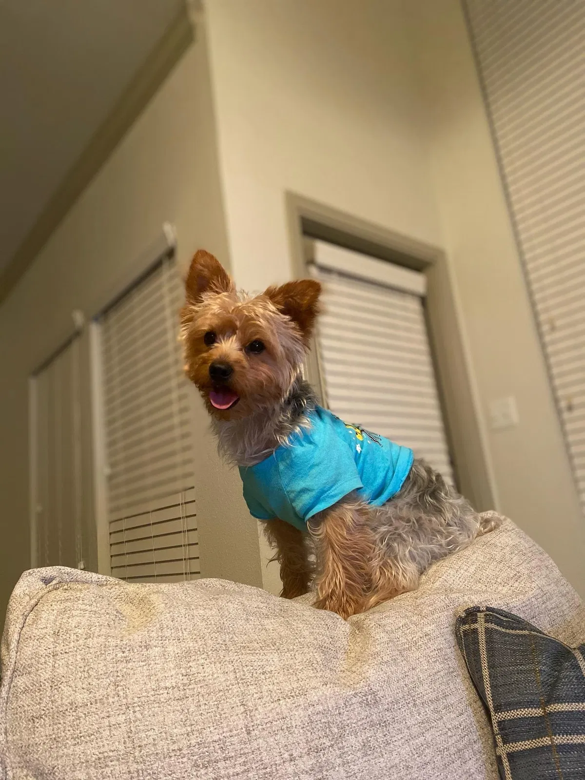Lost dog in Houston, TX, 77064