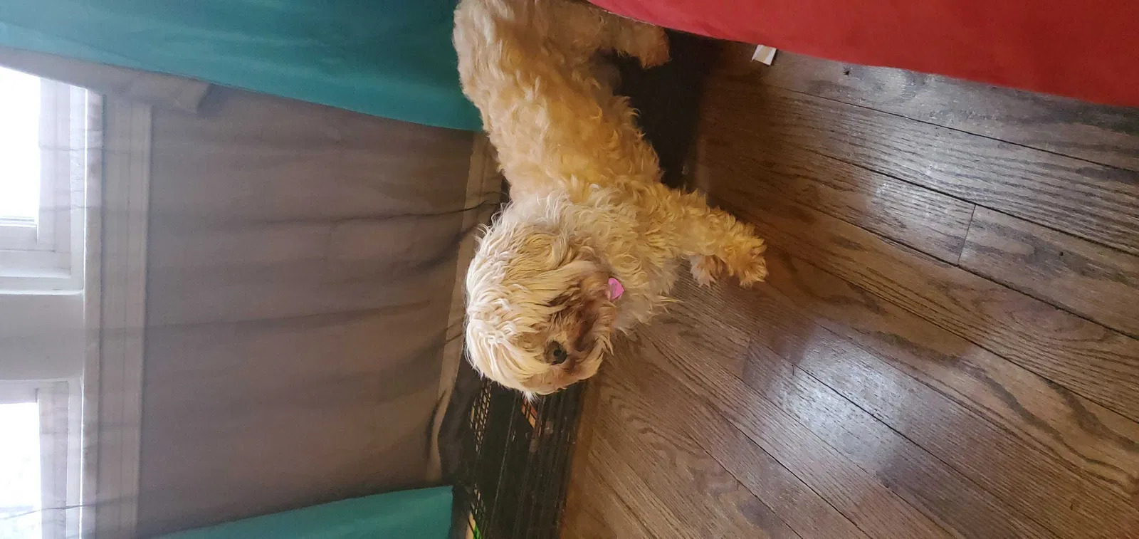 Lost dog in Chicago, IL, 60628