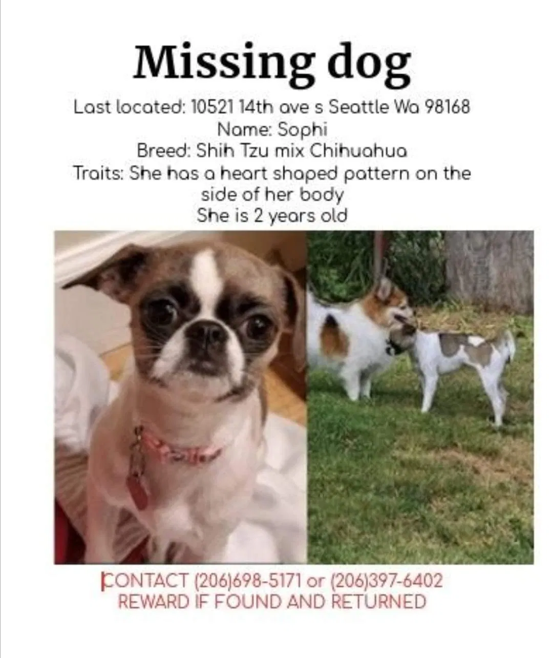 Lost dog in Seattle, WA, 98168