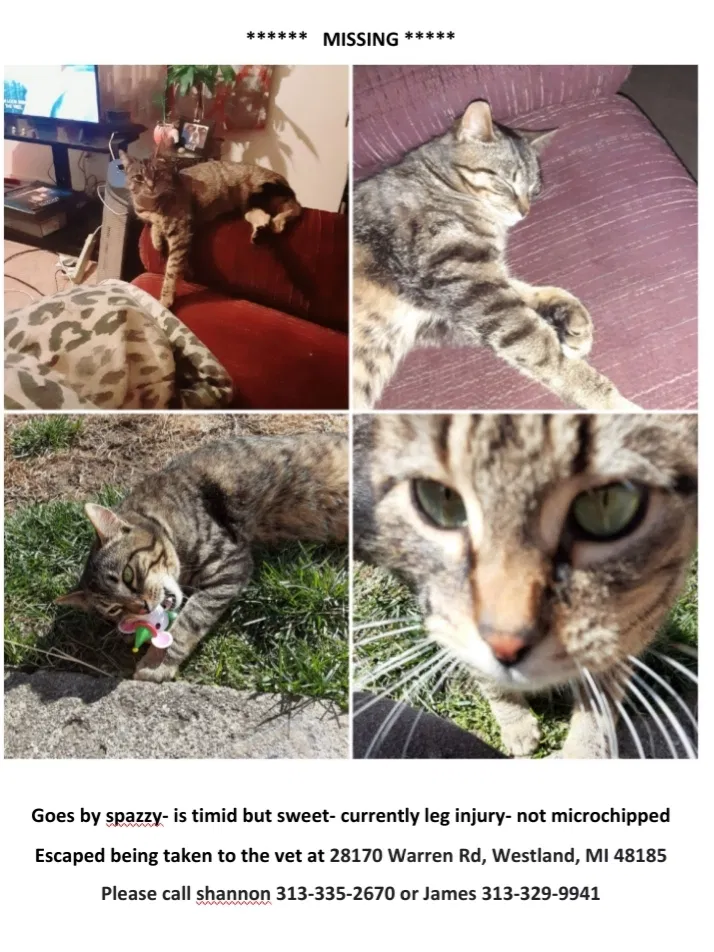 Lost cat in Westland, MI, 48185