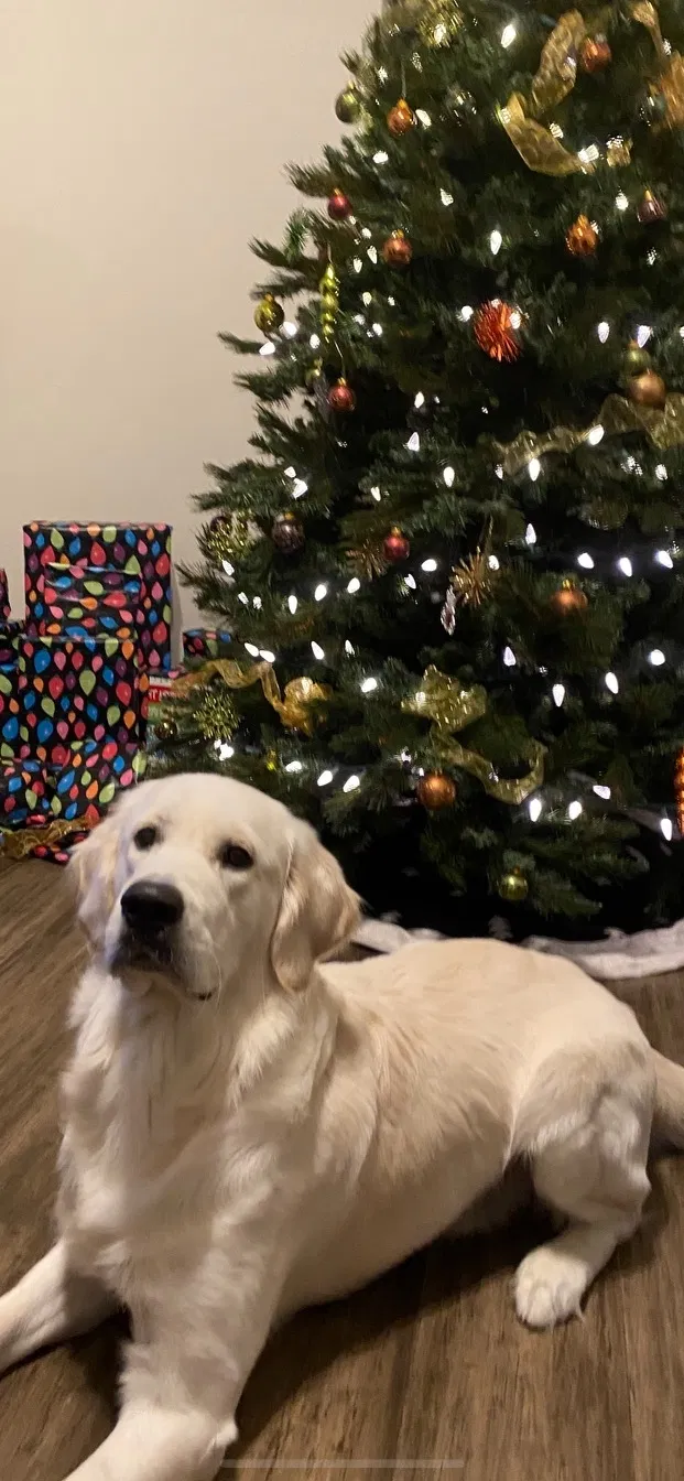 Lost dog in Orlando, FL, 32828