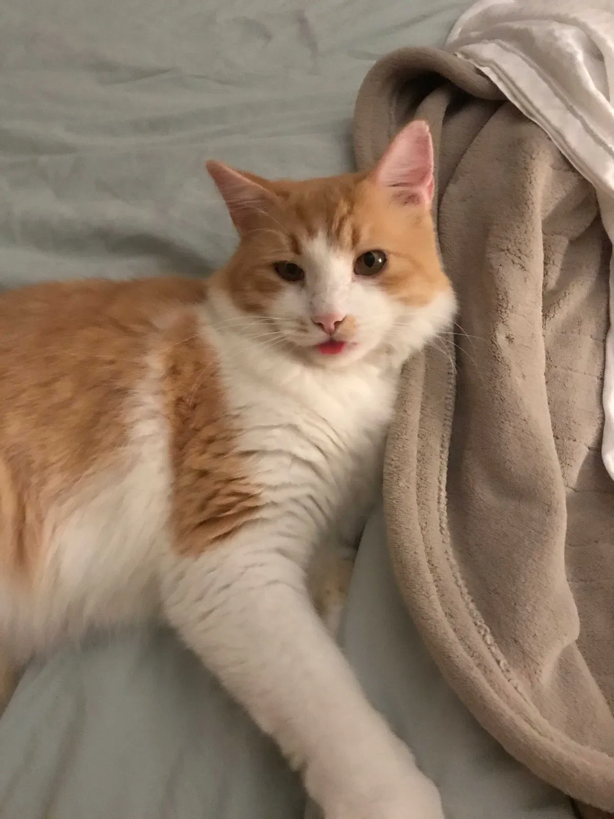 Lost cat in Groveport, OH, 43125