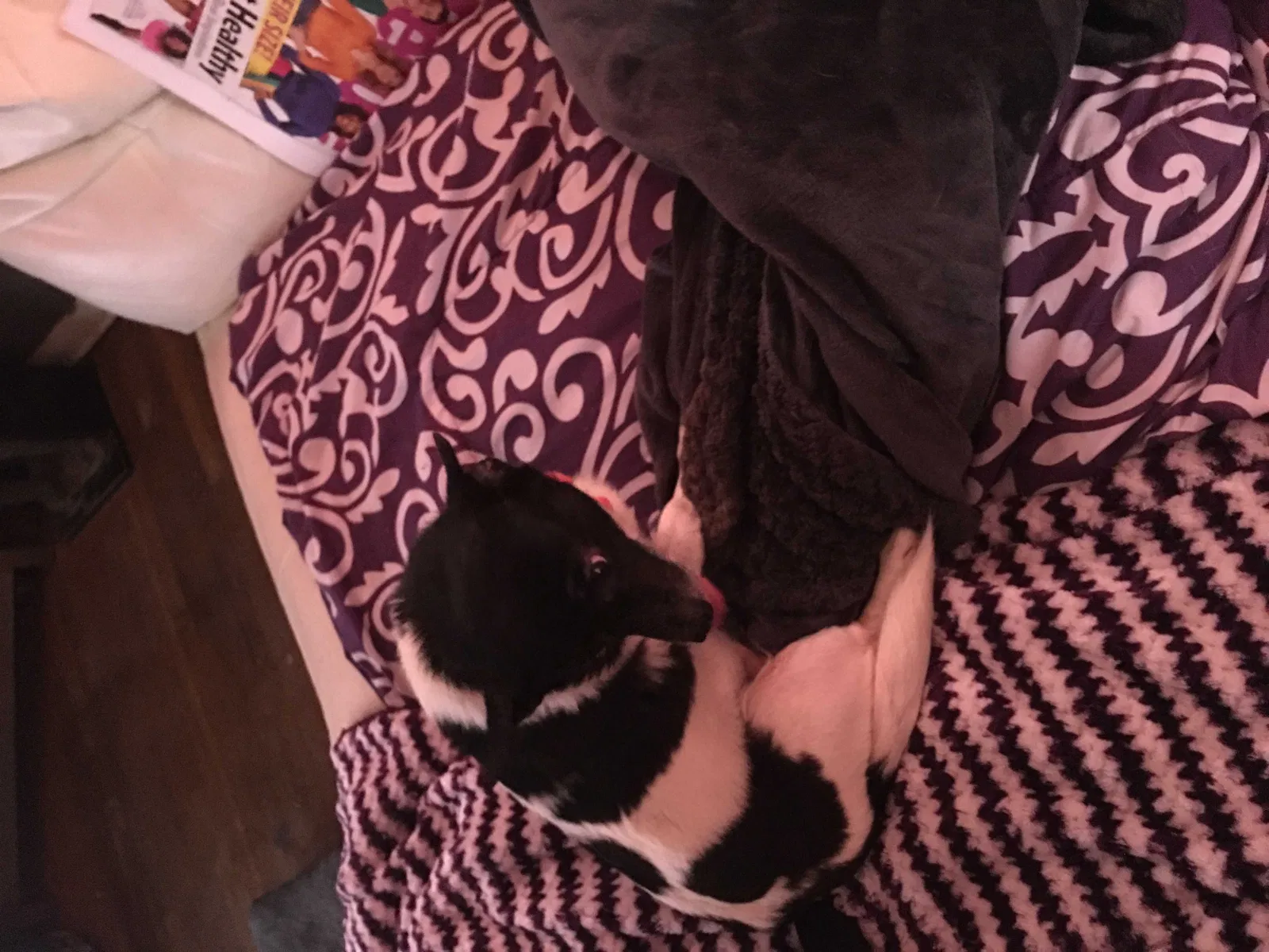 Lost dog in Reynoldsburg, OH, 43068