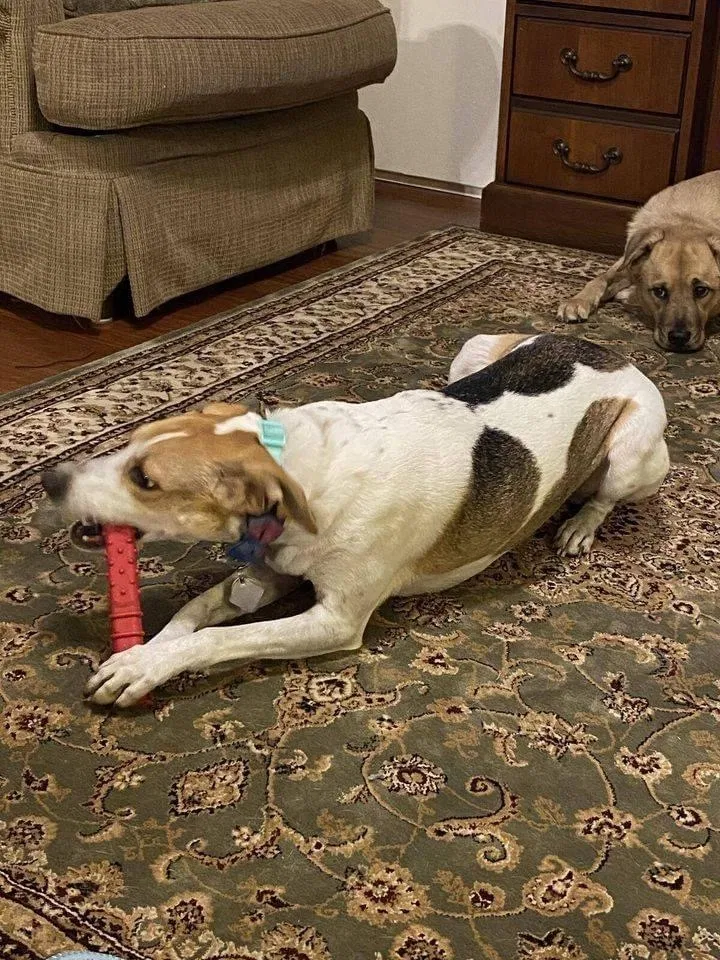 Lost dog in Myrtle Beach, SC, 29579