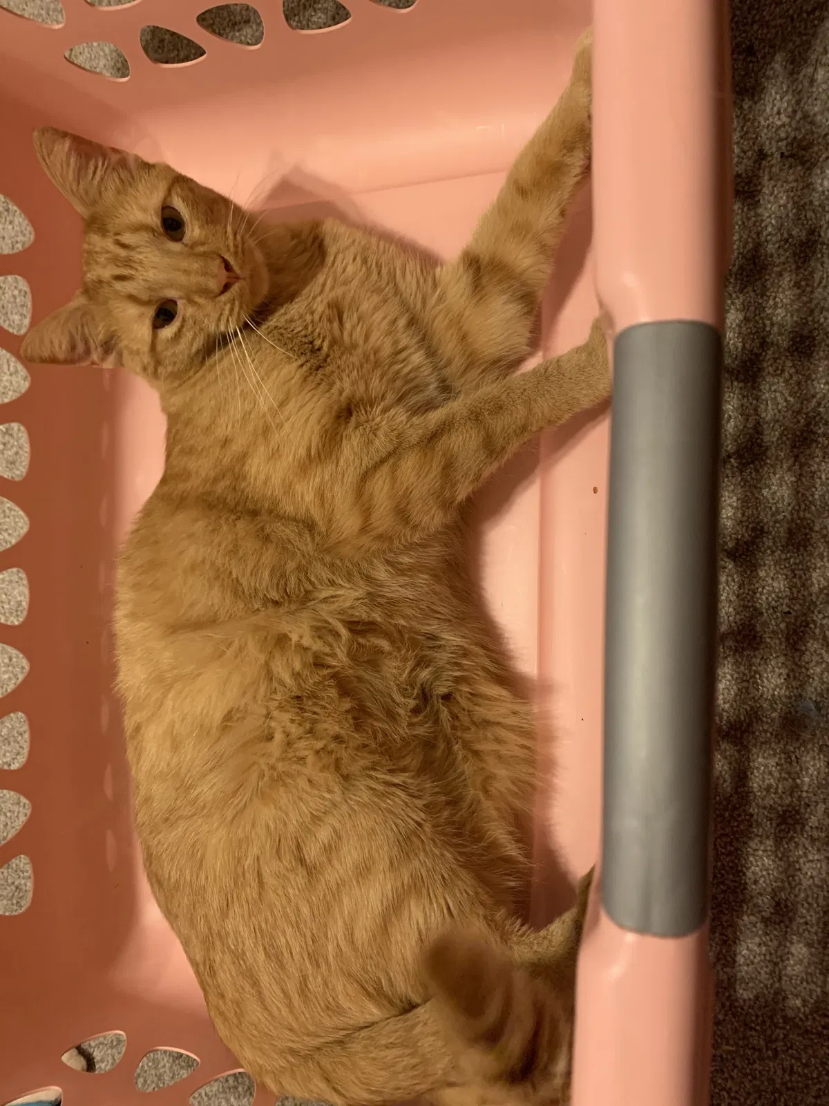 Lost cat in Monroe, NC, 28110