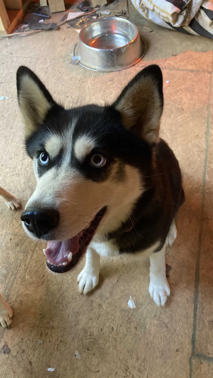 Lost dog in Mills River, NC, 28759