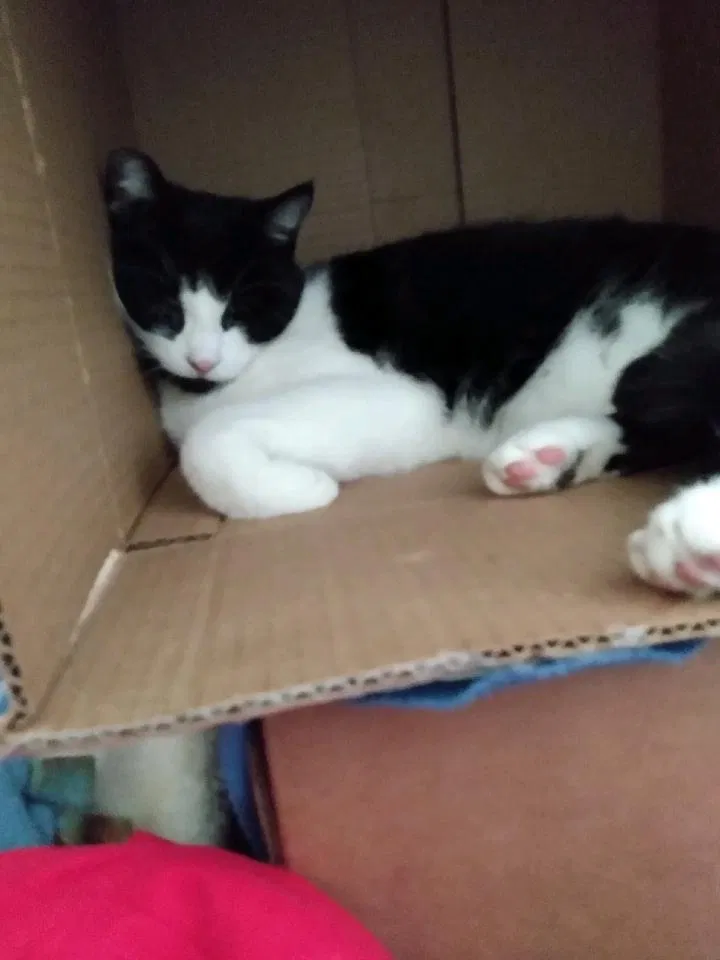 Lost cat in Unknown, OH, 4311
