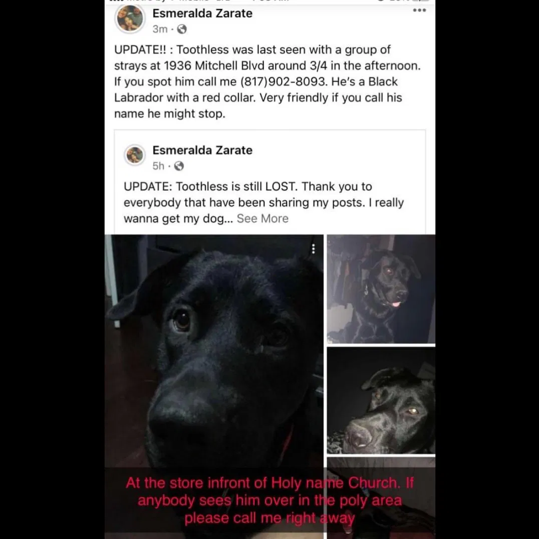 Lost dog in Fort Worth, TX, 76105