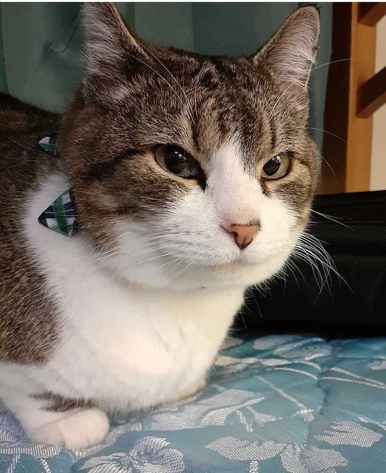Lost cat in Pleasant Hill, IA, 50327