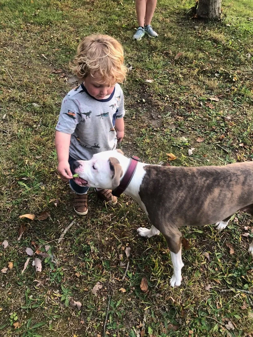 Lost dog in Roann, IN, 46974