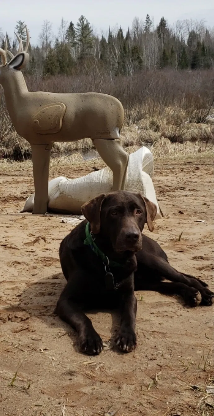 Lost dog in Waupaca, WI, 54981