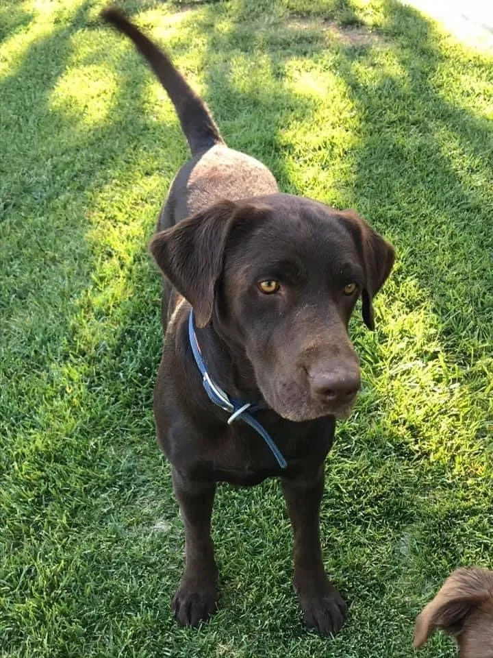 Lost dog in Washington, UT, 84780