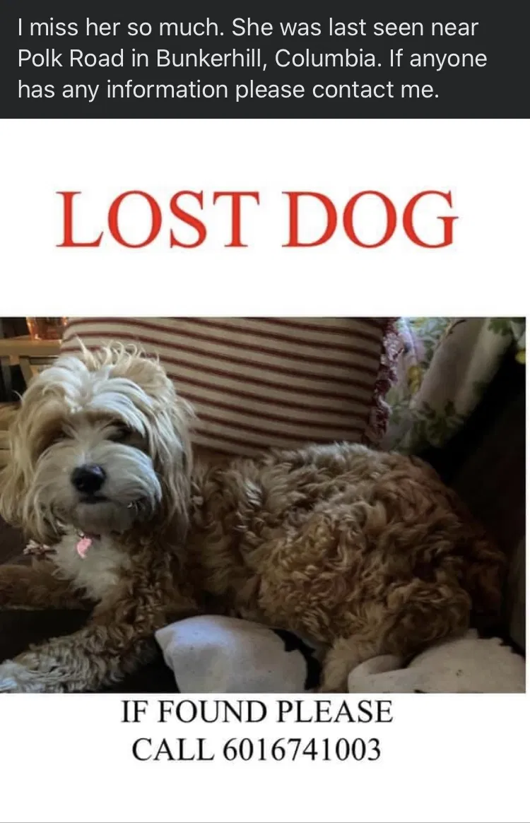 Lost dog in Columbia, MS, 39429