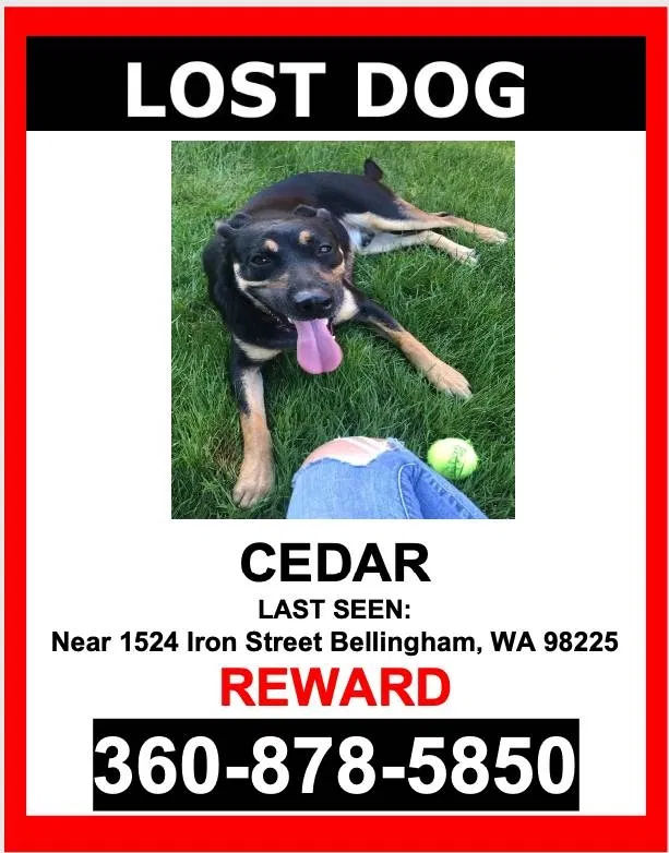 Lost dog in Bellingham, WA, 98225