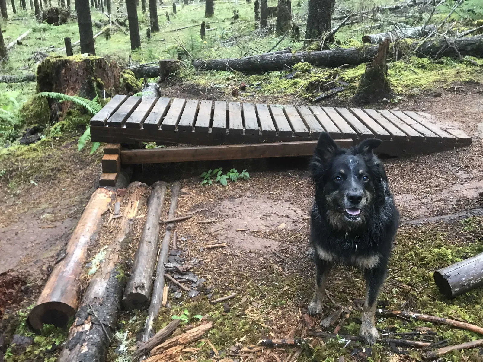 Lost dog in Florence, OR, 97439