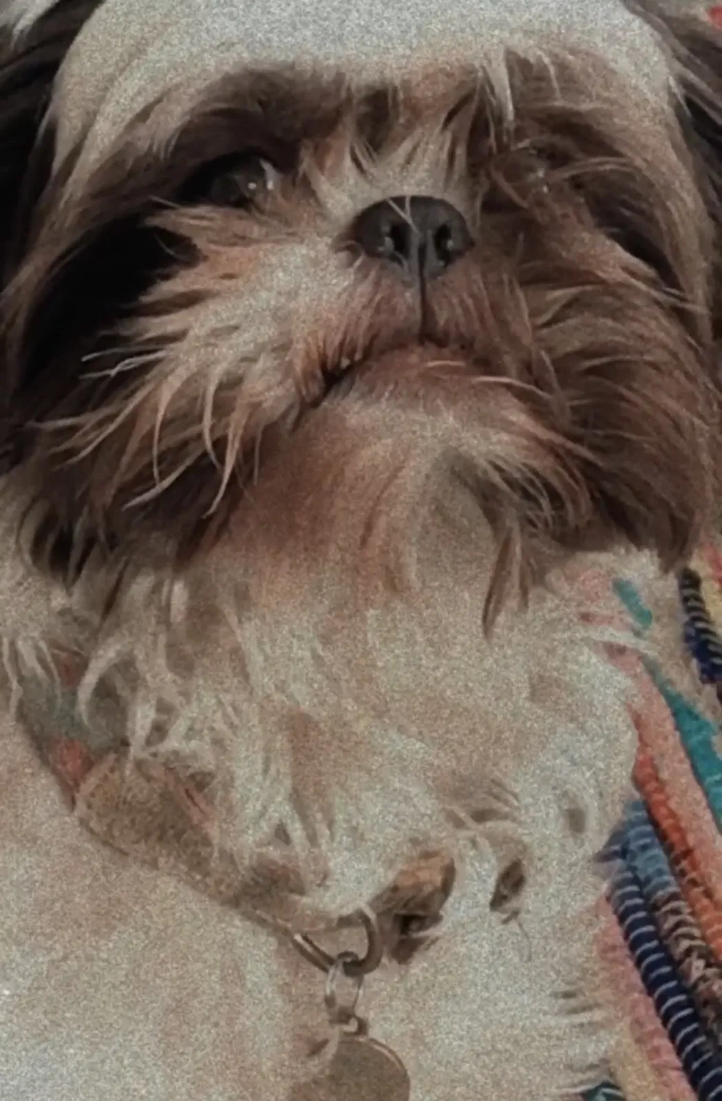 Lost dog in Elmwood Park, IL, 60707