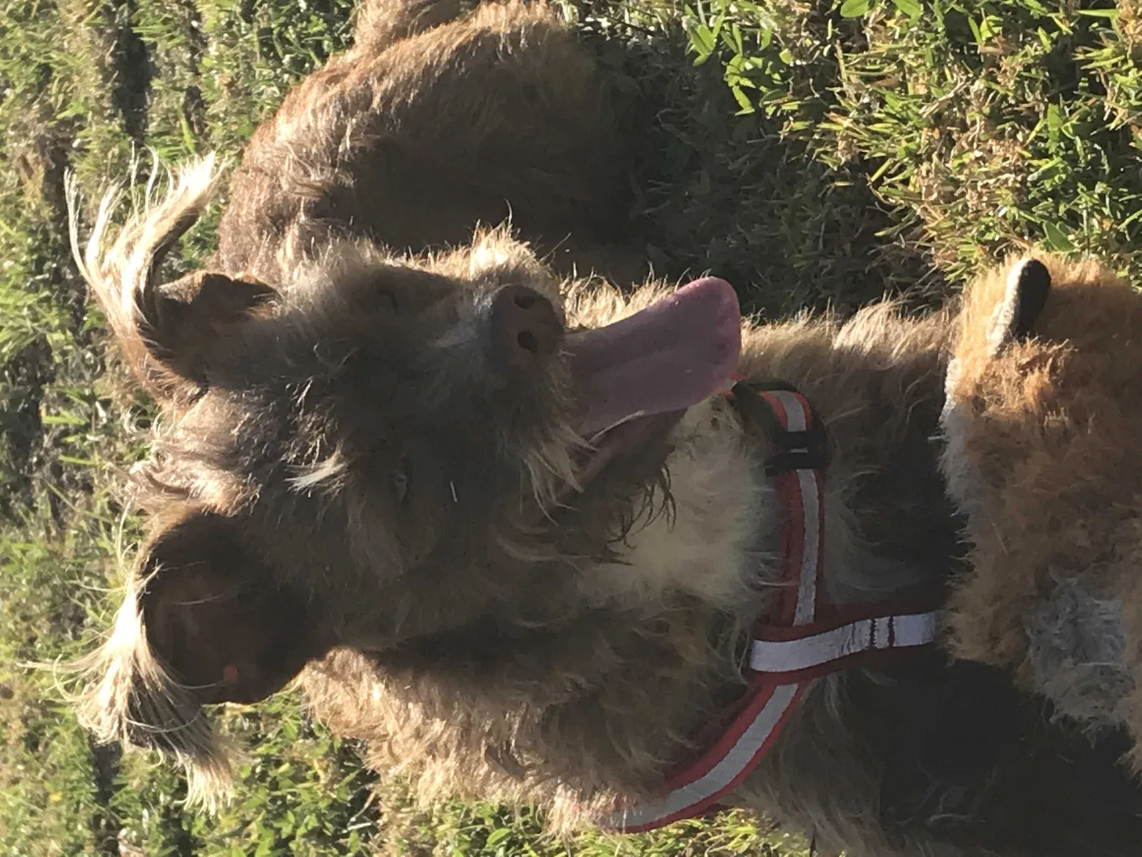 Lost dog in Corona, CA, 92880