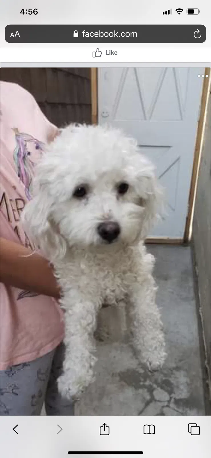 Lost dog in Oxnard, CA, 93036
