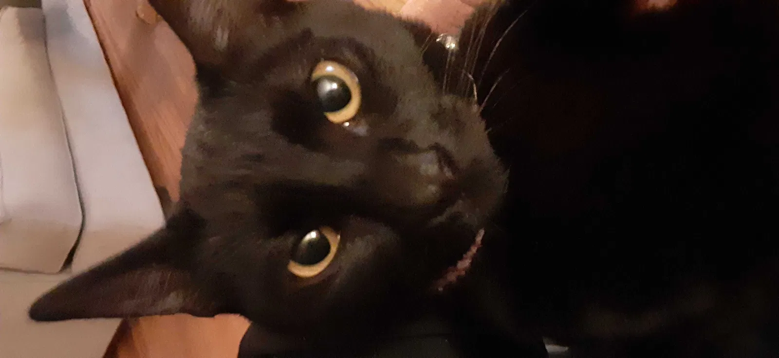 Lost cat in Dublin, CA, 94568