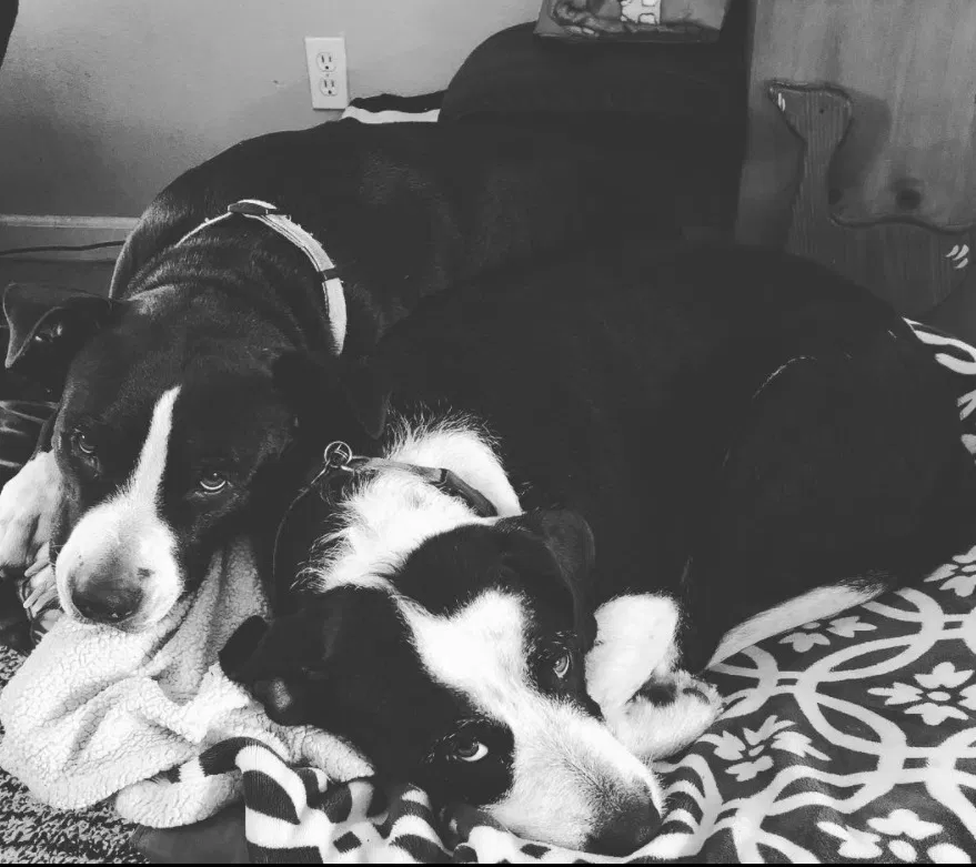 Lost dog in Oroville, CA, 95965
