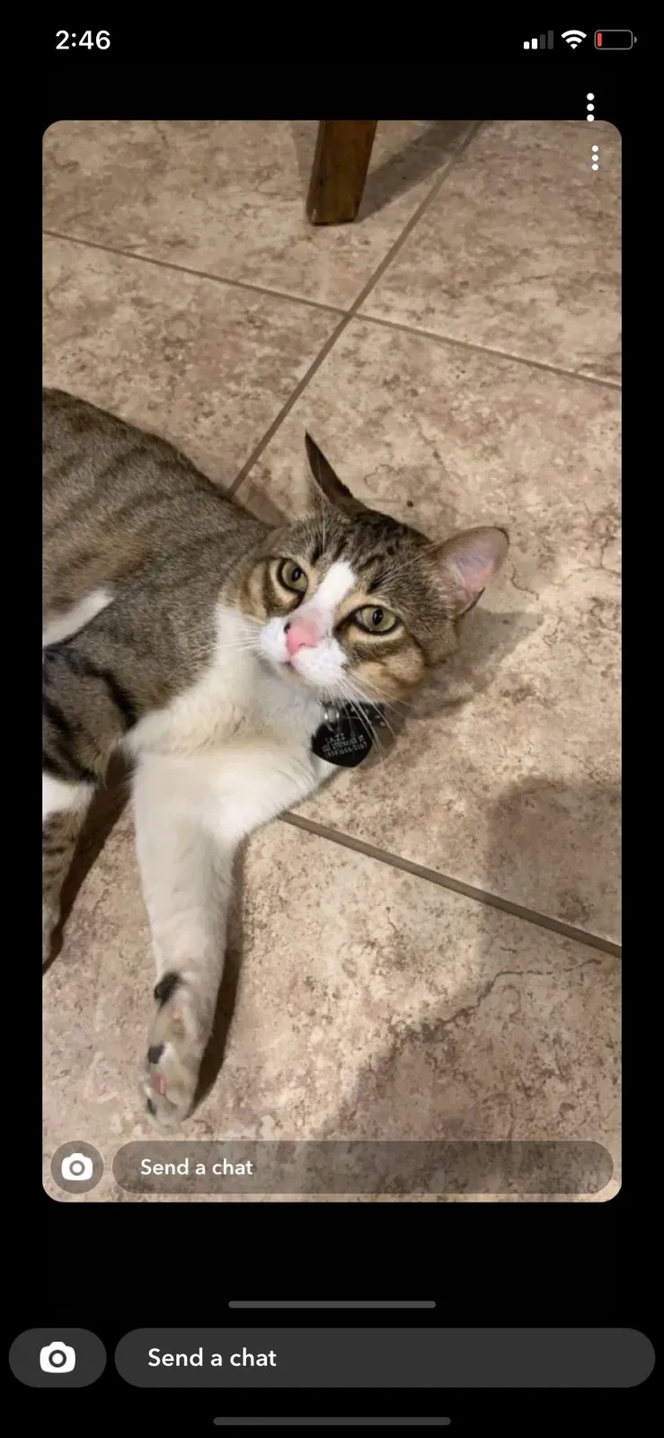 Lost cat in Selma, CA, 93662