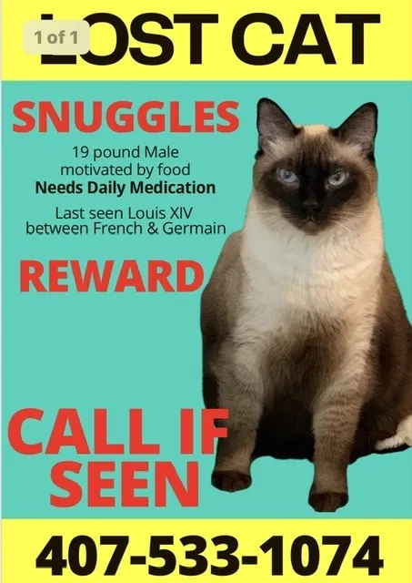 Lost cat in New Orleans, LA, 70124