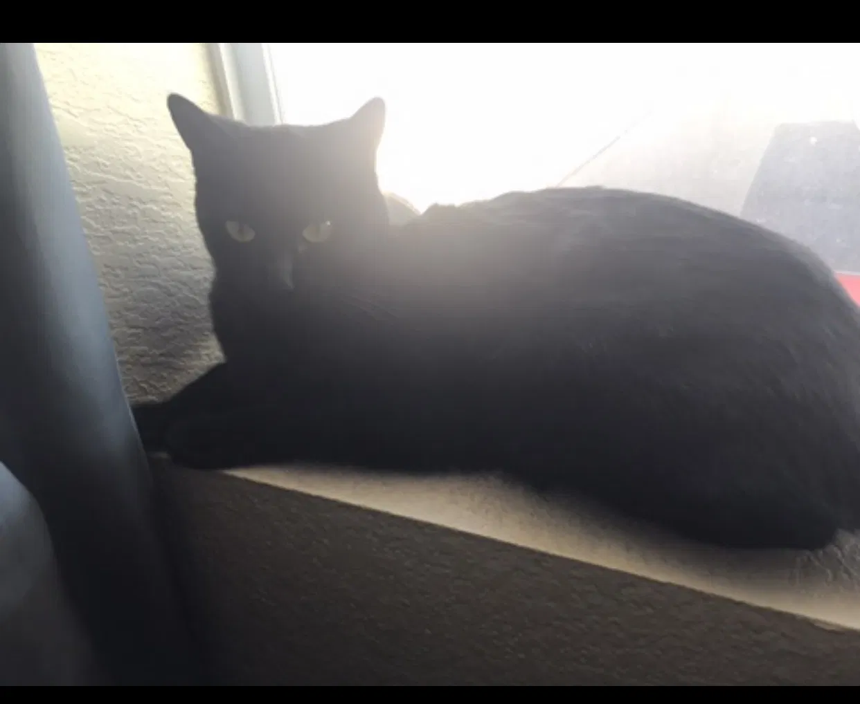 Lost cat in Tempe, AZ, 85283