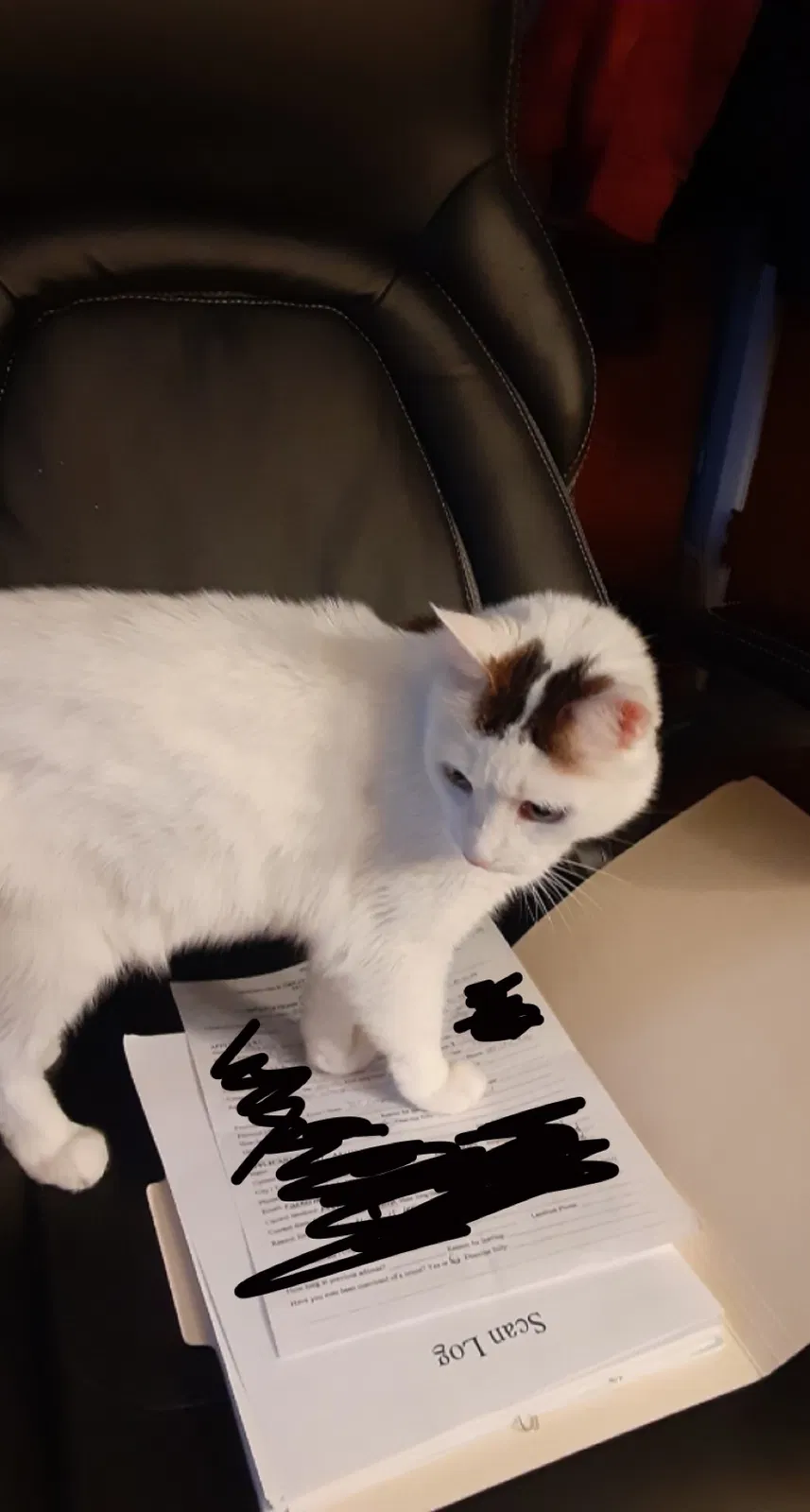 Lost cat in Rochester, NY, 14623
