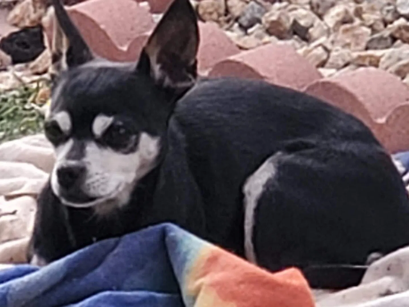 Lost dog in Tucson, AZ, 85757