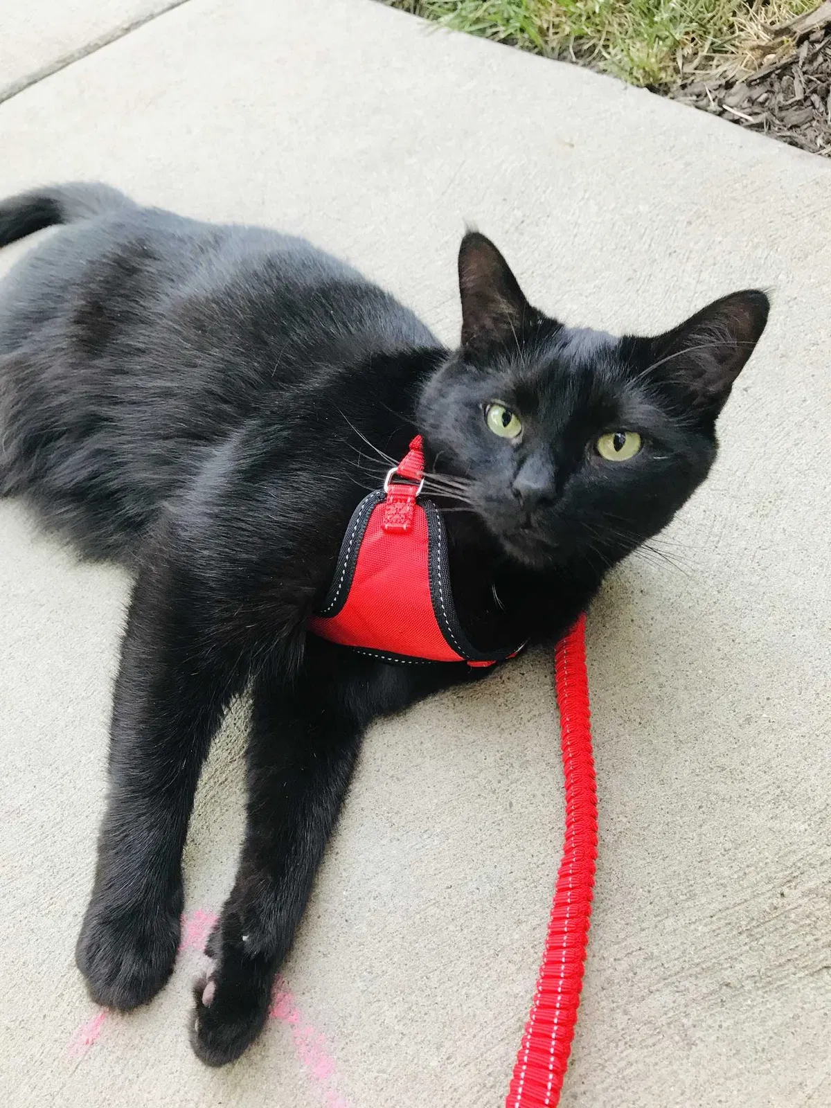 Lost cat in Beaverton, OR, 97006