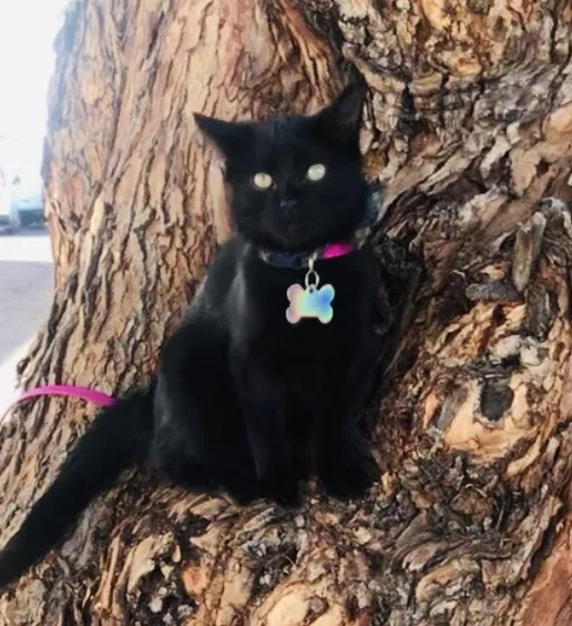 Lost cat in Mesa, AZ, 85208
