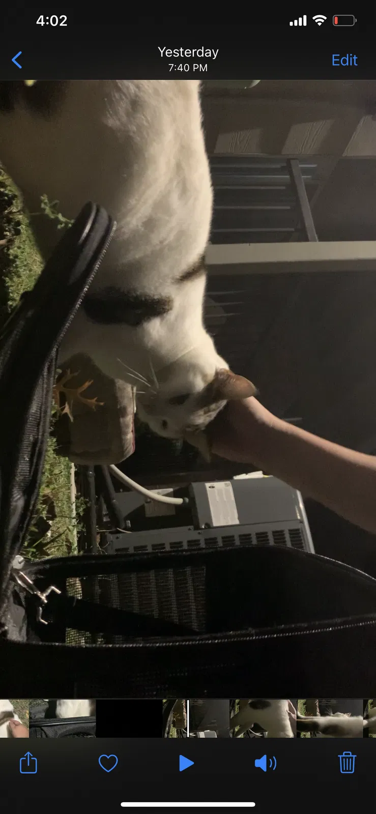 Found cat in Temple, TX, 76504