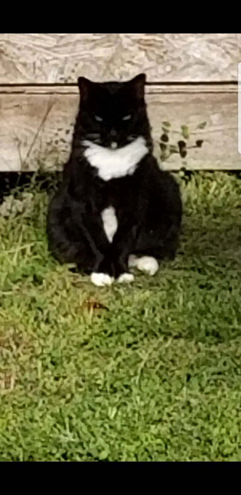 Lost cat in Unknown, OH, 43100