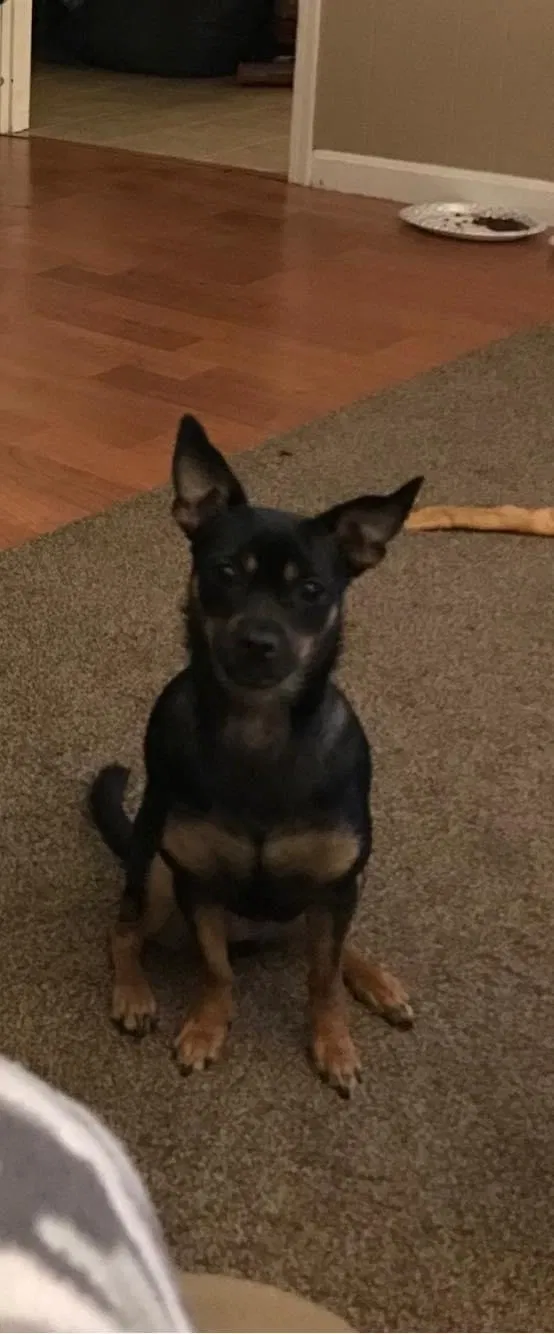 Lost dog in Florence, SC, 29505