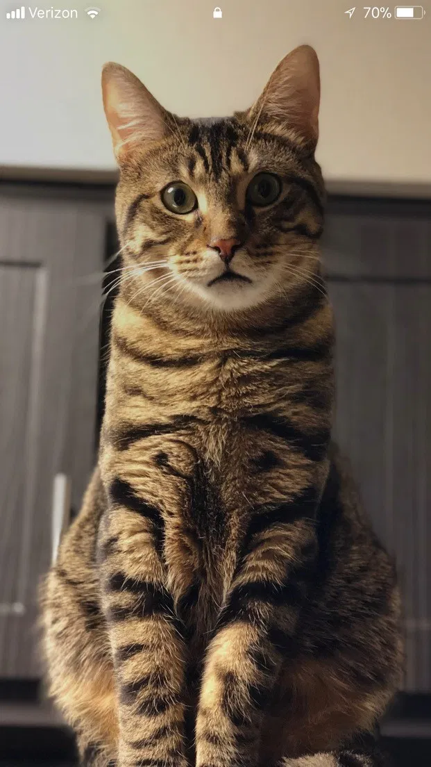 Lost cat in Noblesville, IN, 46060
