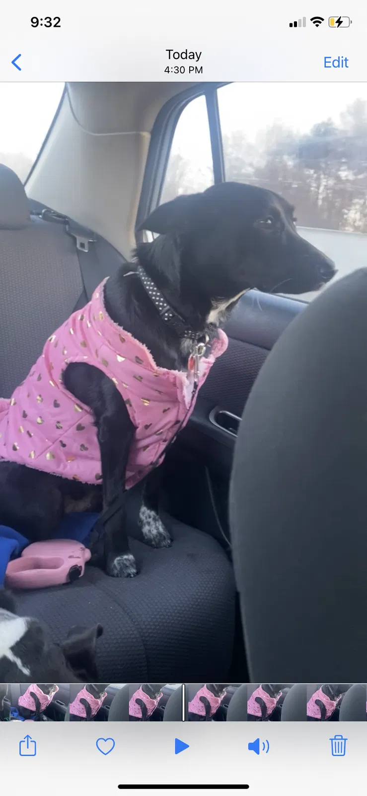 Lost dog in Minneapolis, MN, 55430