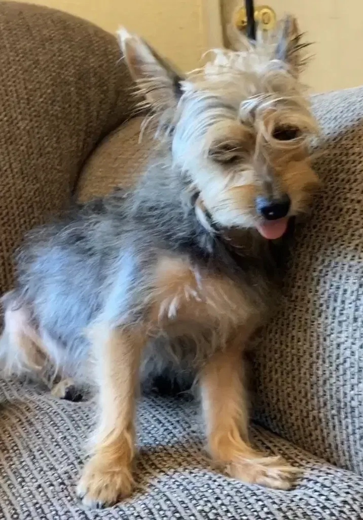 Lost dog in Pomona, CA, 91766