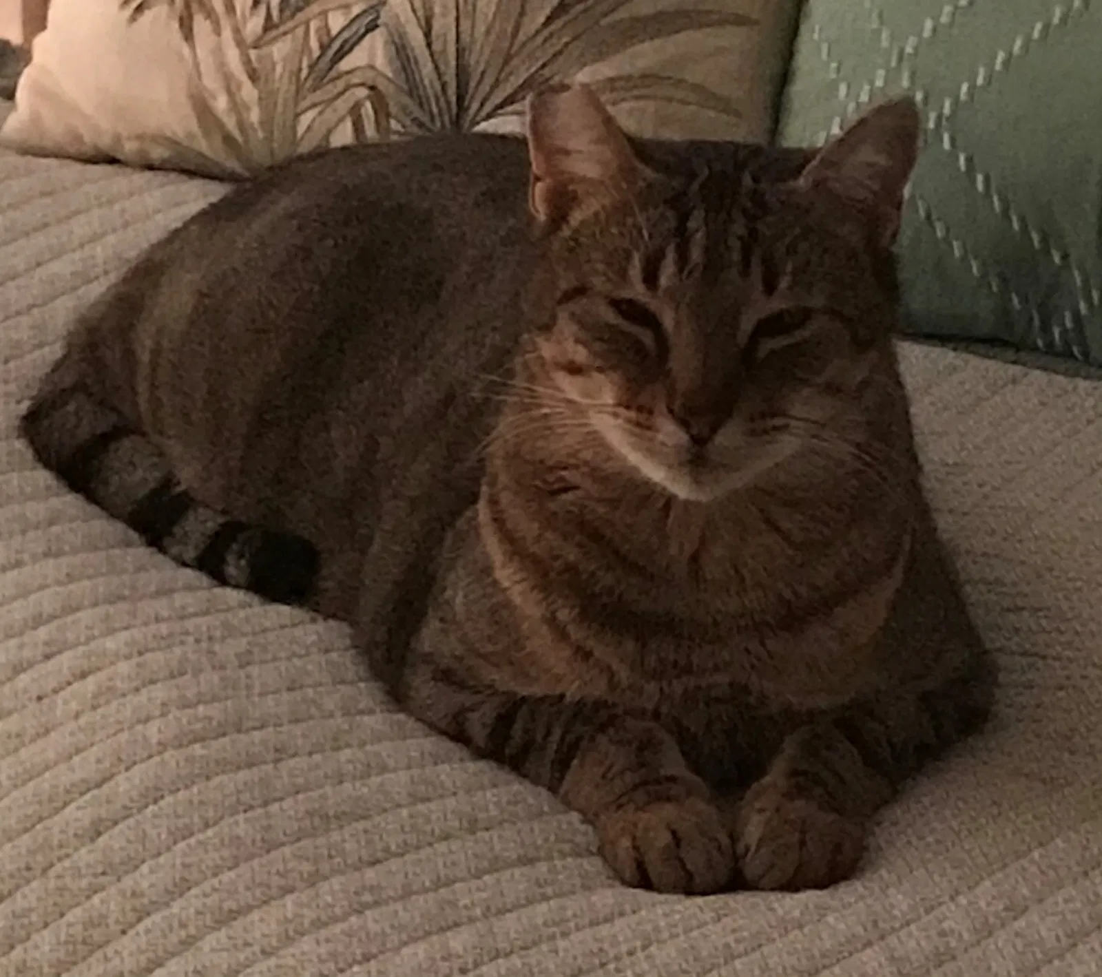 Lost cat in San Antonio, TX, 78247