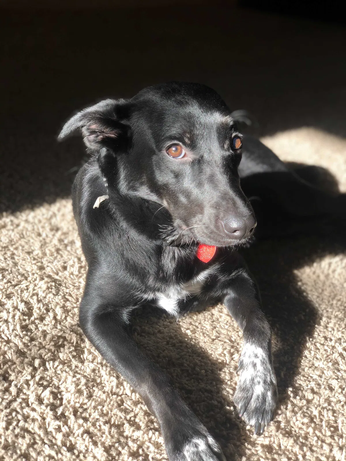 Lost dog in Minneapolis, MN, 55430