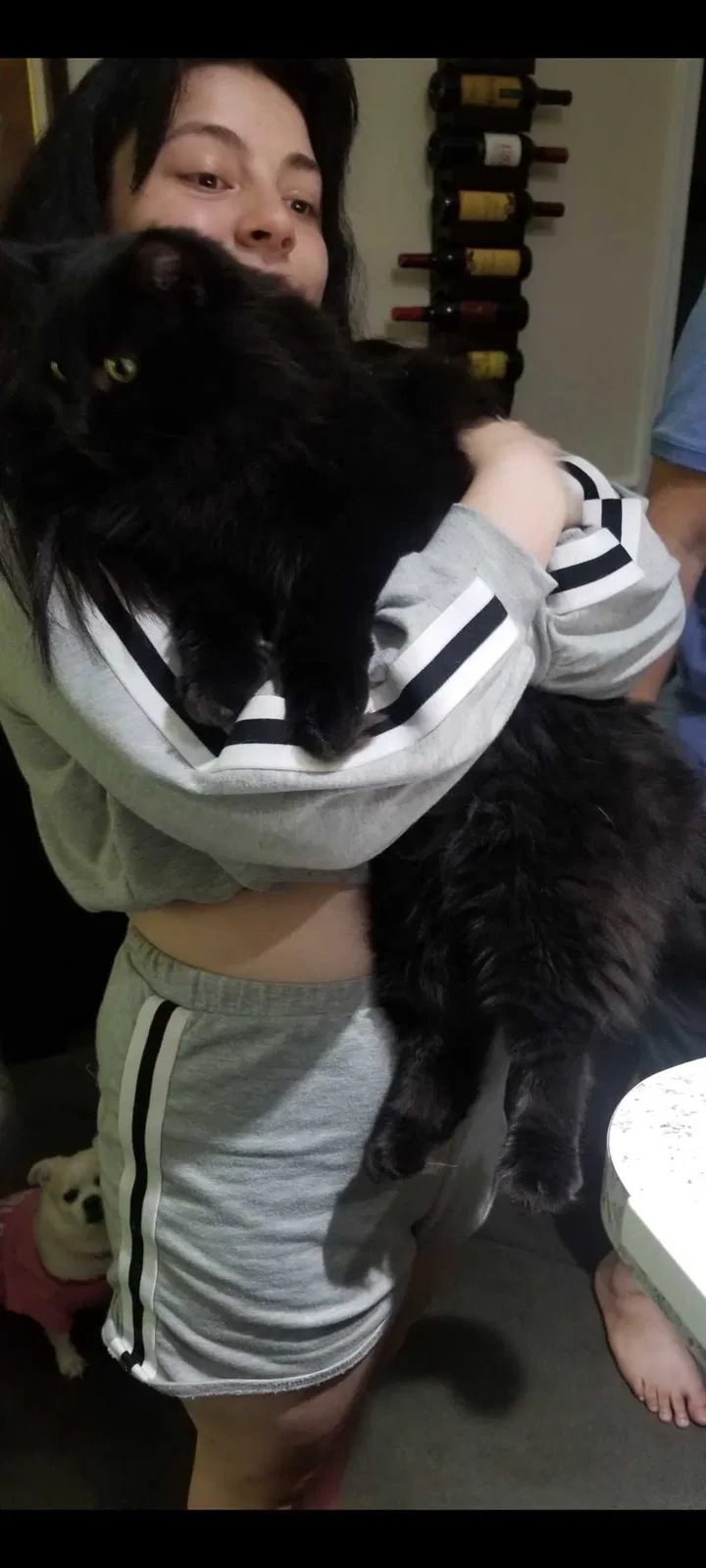 Lost cat in Winter Haven, FL, 33880